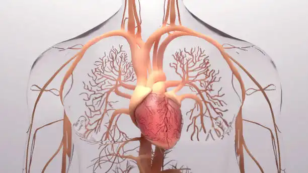 What effect does Pine Tree Sterols have on the cardiovascular system?